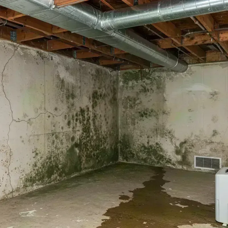 Professional Mold Removal in Rockton, IL